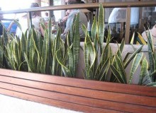 Kwikfynd Indoor Planting
fernmount