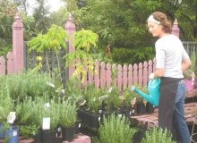 Kwikfynd Plant Nursery
fernmount