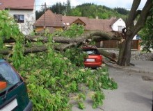 Kwikfynd Tree Cutting Services
fernmount