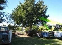Kwikfynd Tree Management Services
fernmount