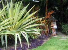 Kwikfynd Tropical Landscaping
fernmount